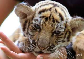 baby tiger found stuffed in bag at bangkok... baby tiger found stuffed in bag at bangkok...