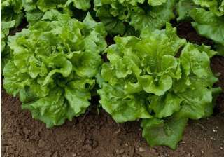 scientists plan to grow lettuce on mars - India TV scientists plan to grow lettuce on mars - India TV