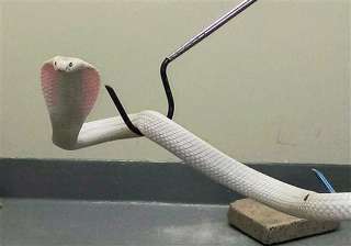 white cobra in us zoo has been given a hindi name... white cobra in us zoo has been given a hindi name...