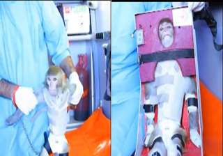 iran to send another monkey into space - India TV iran to send another monkey into space - India TV