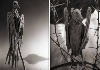 lake that turns animals into stones watch pics of... lake that turns animals into stones watch pics of...