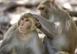 new vaccine for monkeys raises hopes in fight... new vaccine for monkeys raises hopes in fight...