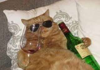 nyan nyan nouveau japan s exclusive wine for cats... nyan nyan nouveau japan s exclusive wine for cats...