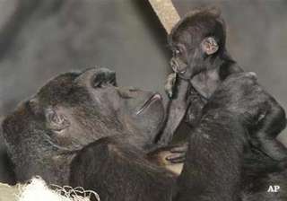 san diego zoo performs rare caesarean section on... san diego zoo performs rare caesarean section on...
