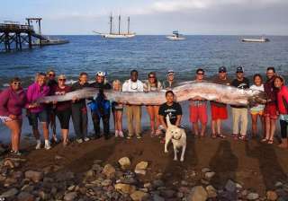 sea serpents wash ashore california big quake... sea serpents wash ashore california big quake...