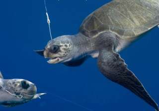 shrimp boats killing sea turtles in guatemala -... shrimp boats killing sea turtles in guatemala -...