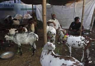 this eid sacrificial animals in pakistan can cost... this eid sacrificial animals in pakistan can cost...