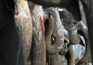 two killed in elephant attack in nepal - India TV two killed in elephant attack in nepal - India TV