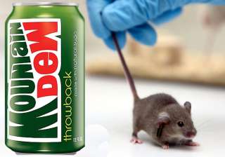 us man sues pepsi after finding tiny mouse inside... us man sues pepsi after finding tiny mouse inside...