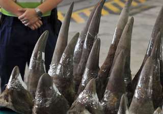 vietnam craves rhino horn costs more than cocaine... vietnam craves rhino horn costs more than cocaine...