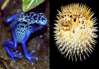 world s top 10 most poisonous animals - India TV world s top 10 most poisonous animals - India TV
