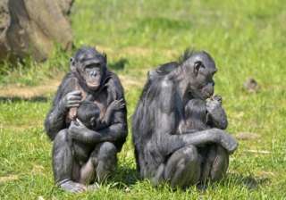 young apes regulate emotions like humans - India... young apes regulate emotions like humans - India...