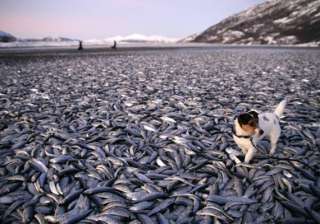 20 tons of herring wash up on norway coast then... 20 tons of herring wash up on norway coast then...
