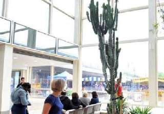 16 foot cactus severely injures us city worker -... 16 foot cactus severely injures us city worker -...