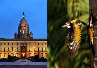a book on birds visiting rashtrapati bhavan... a book on birds visiting rashtrapati bhavan...