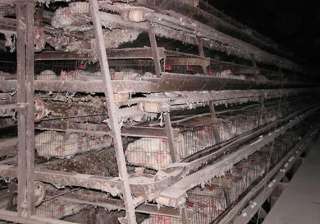 agnivesh demands ban on confining hens inside... agnivesh demands ban on confining hens inside...