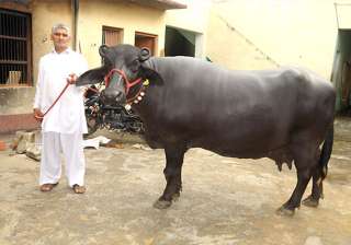 believe it or not this buffalo was sold for rs 25... believe it or not this buffalo was sold for rs 25...