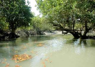 bengal comes up with new plans for sunderbans -... bengal comes up with new plans for sunderbans -...