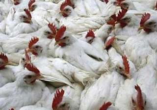bird flu outbreak union health ministry team goes... bird flu outbreak union health ministry team goes...