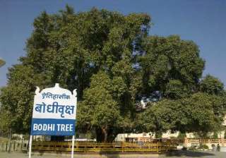 branch of historical bodhi tree falls in sarnath... branch of historical bodhi tree falls in sarnath...