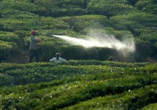 campaign against use of pesticides in bangalore -... campaign against use of pesticides in bangalore -...