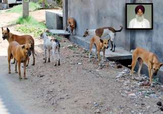 catch and send stray dogs to northeast says... catch and send stray dogs to northeast says...