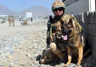 dog breed that sniffed out osama to help indian... dog breed that sniffed out osama to help indian...