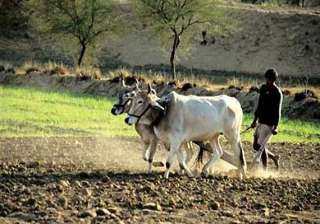 don t vote for congress ncp says vidarbha farmer... don t vote for congress ncp says vidarbha farmer...