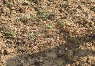 extensive damage to agra s potato and mustard... extensive damage to agra s potato and mustard...