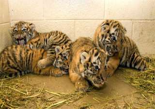 four tiger cubs born in patna zoo - India TV four tiger cubs born in patna zoo - India TV