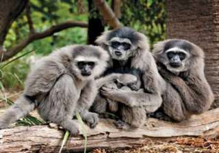 gibbon family translocated to arunachal pradesh -... gibbon family translocated to arunachal pradesh -...