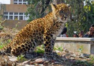 girl mauled to death by leopard in dehradun -... girl mauled to death by leopard in dehradun -...