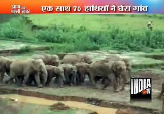 herd of wild elephants go on rampage in assam... herd of wild elephants go on rampage in assam...