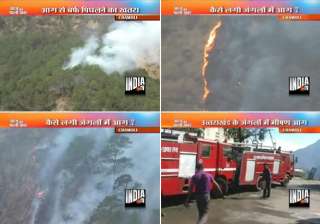 hundreds of trees plants gutted in forest fire in... hundreds of trees plants gutted in forest fire in...