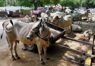 beef ban is just the begining maharashtra... beef ban is just the begining maharashtra...