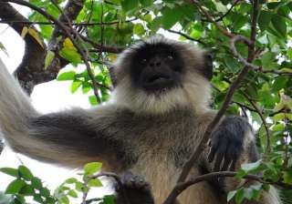 embrace african wildlife conservation laws -... embrace african wildlife conservation laws -...
