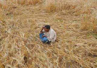 crop loss 2 farmers in aligarh die of shock over... crop loss 2 farmers in aligarh die of shock over...