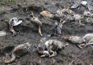 bird flu scare shuts down chandigarh s tourist... bird flu scare shuts down chandigarh s tourist...