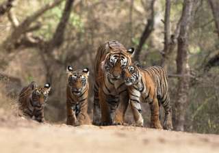 sariska scores over ranthambore in tiger... sariska scores over ranthambore in tiger...