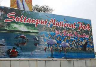 45 birds found dead in sultanpur national park... 45 birds found dead in sultanpur national park...