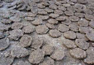 burning of cow dung cakes banned near taj mahal -... burning of cow dung cakes banned near taj mahal -...