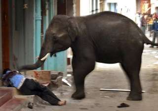 man trampled to death by elephant - India TV man trampled to death by elephant - India TV