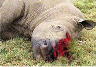 another rhino killed in assam s kaziranga... another rhino killed in assam s kaziranga...