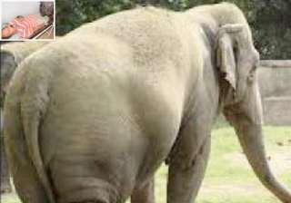 female elephant in odisha zoo throws away mahout... female elephant in odisha zoo throws away mahout...