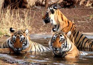 tiger population in india rises to 2226 in 2014... tiger population in india rises to 2226 in 2014...