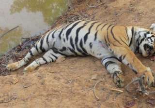 india lost 64 tigers in 2014 - India TV india lost 64 tigers in 2014 - India TV