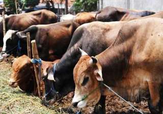 bombay hc upholds beef ban in maharashtra - India... bombay hc upholds beef ban in maharashtra - India...