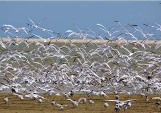 7.61 lakh birds thronged odisha s chilika lake... 7.61 lakh birds thronged odisha s chilika lake...