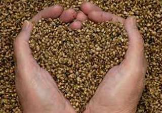 govt to provide free seeds to farmers in... govt to provide free seeds to farmers in...