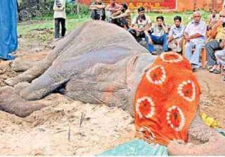 people chant prayers as female elephant lies... people chant prayers as female elephant lies...